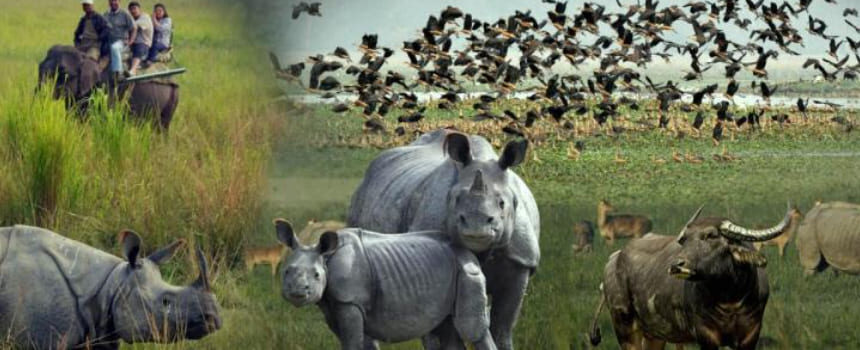 Green Majesty- Kaziranga’s Role in Global Biodiversity and Eco-Tourism