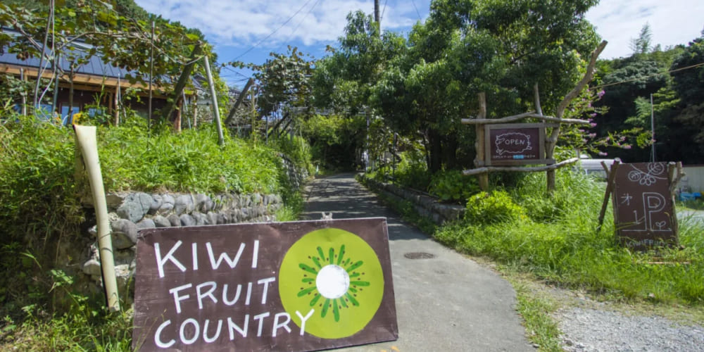 kiwi fruit