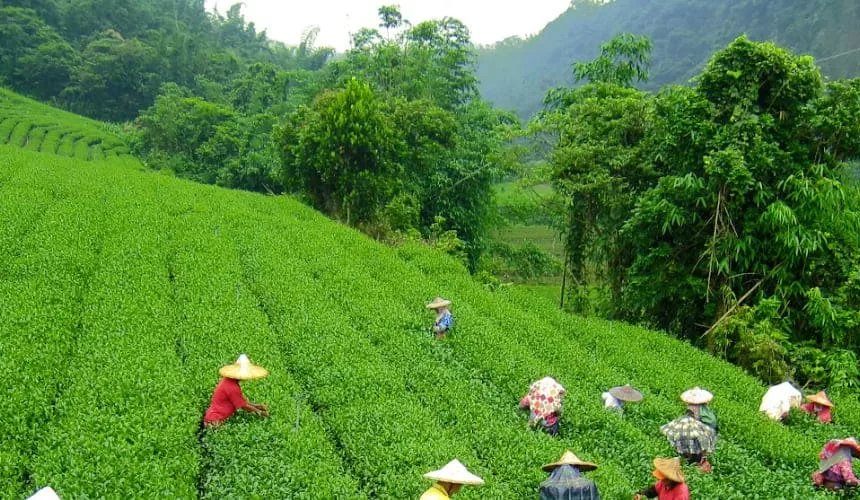 Darjeeling & Kalimpong Tour Pack 3N/4D