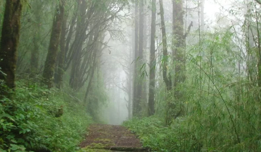 Barsey Rhododendron Sanctuary Trekking Package