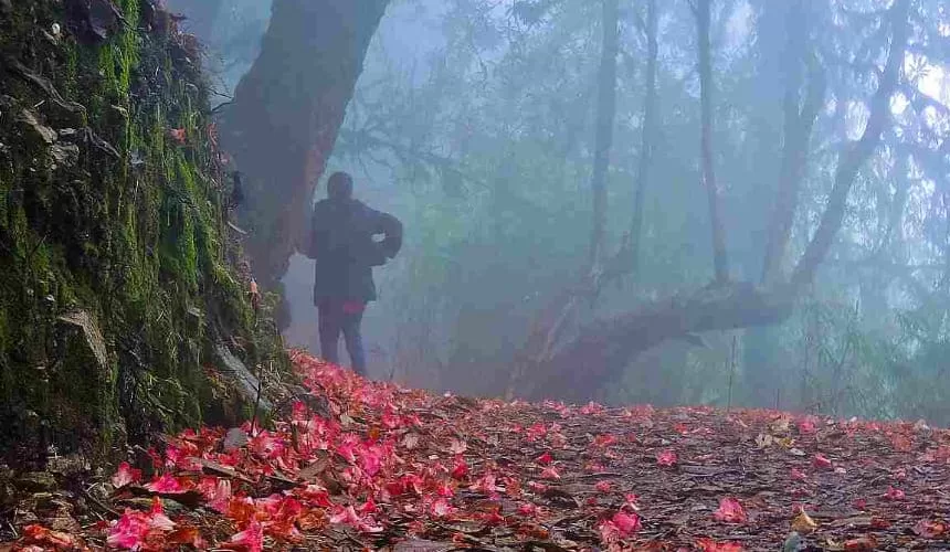 Barsey Sanctuary Trekking Package