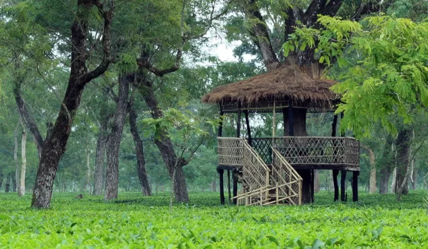 Darjeeling and Dooars Tour Package 4N/5D