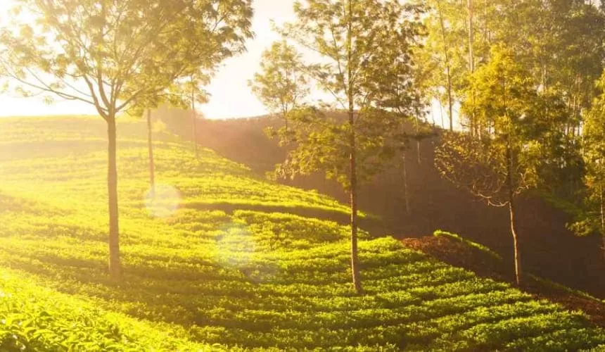 Darjeeling Educational Tour Package 3N/4D