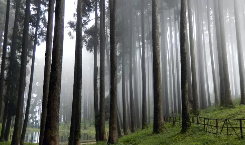 Darjeeling 3N/4D Homestay Offbeat Escape