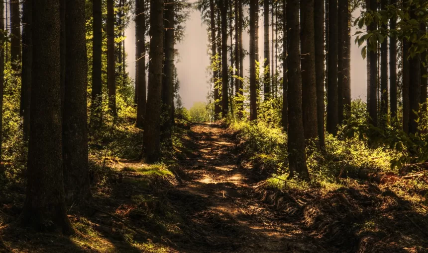 Forest