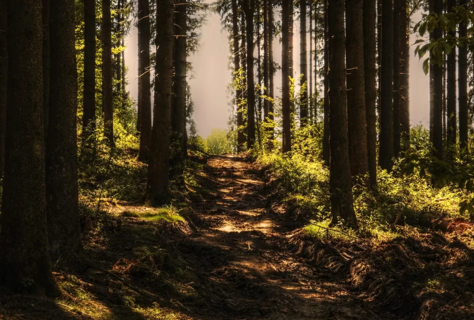 Forest
