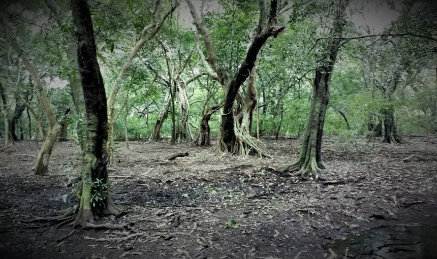 Forest