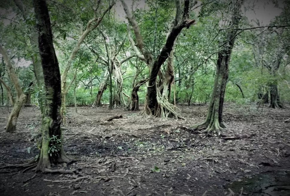 Forest