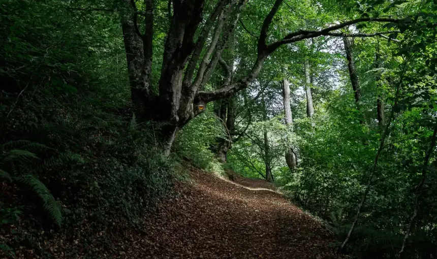 Forest Road: Scenic road with Sal trees leading to Sutan Forest from Mukutmanipur.