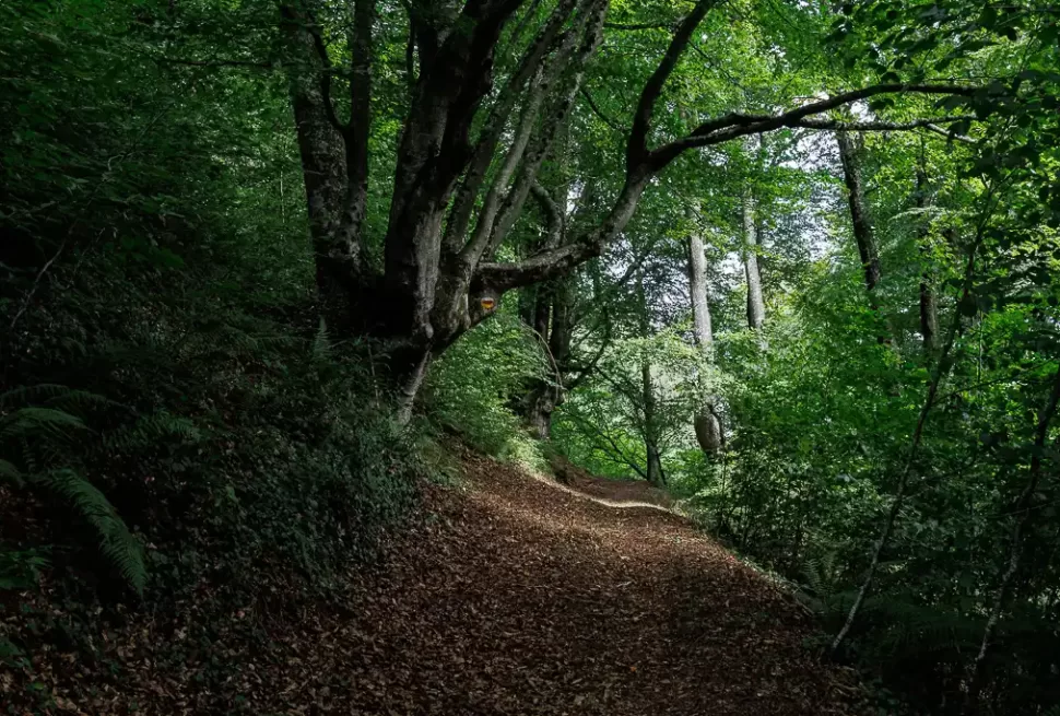 Forest Road: Scenic road with Sal trees leading to Sutan Forest from Mukutmanipur.