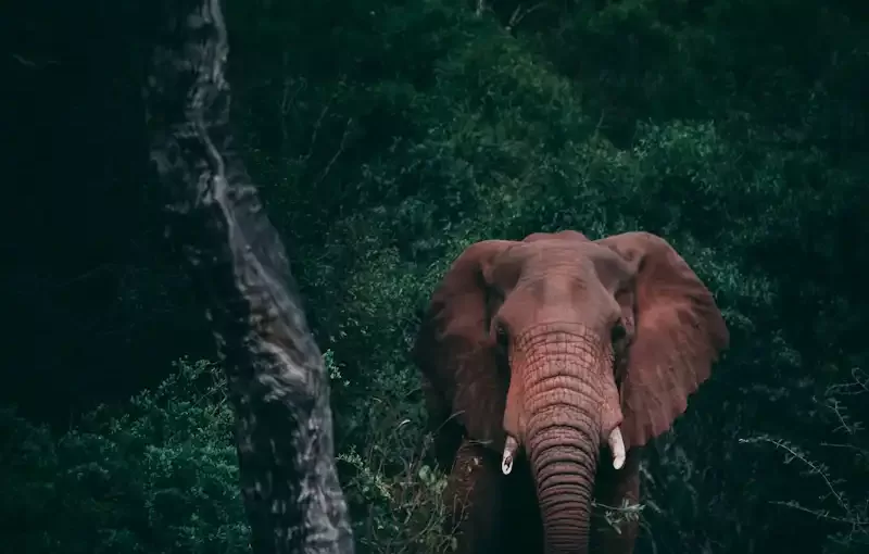 Elephant Safari in India: A Unique Way to Explore the Wild