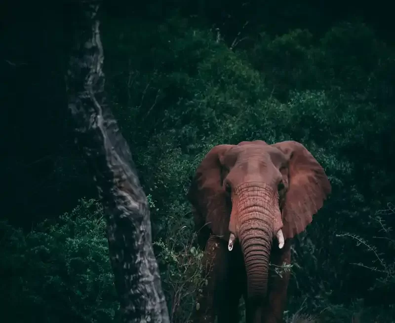 Elephant