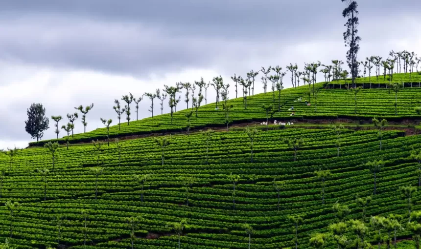 Popular Mountain Homestays in India: A Cozy Escape into the Hills