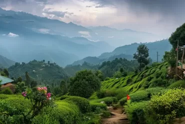 a-vibrant-tea-garden